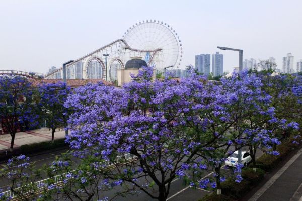 藍(lán)花楹浪漫綻放，城投花木守護(hù)城市詩(shī)意